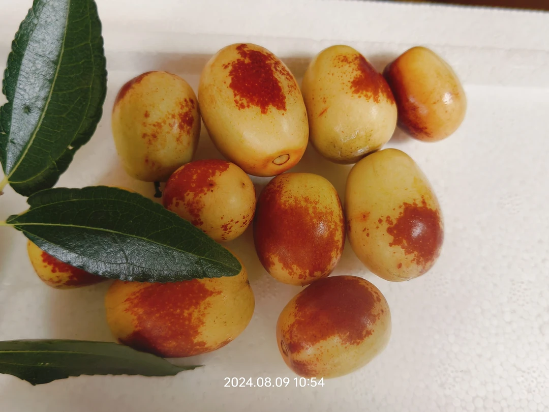 5斤装 陆运 现摘现发永新崭山村米枣甜脆化渣