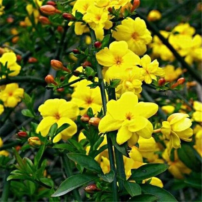 迎春花盆栽耐寒爬藤植物阳台盆栽庭院当年开花新鲜手工编织四季