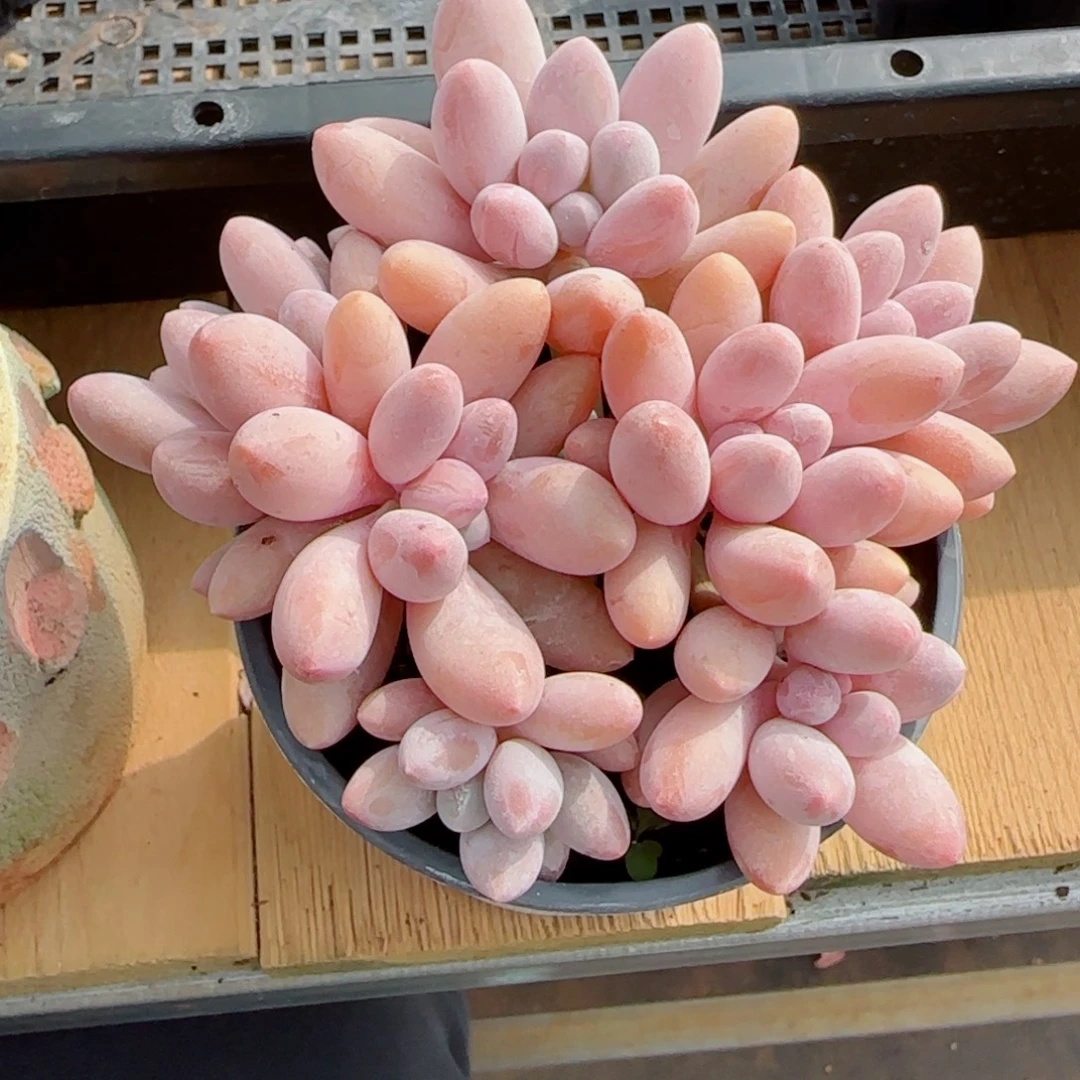 汤圆无砍，2444多肉植物