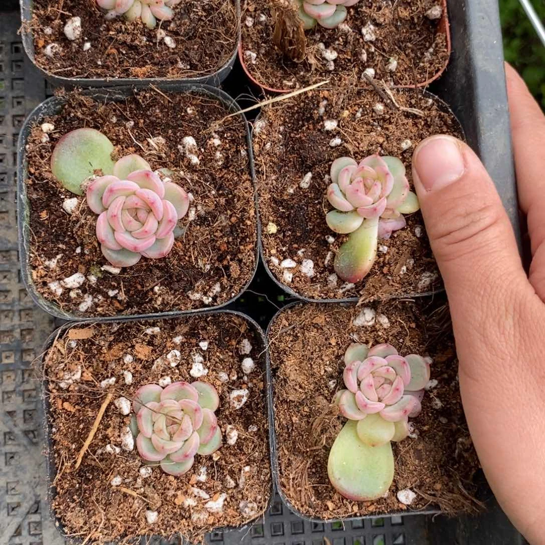 标签121甜心600一个多肉量拍