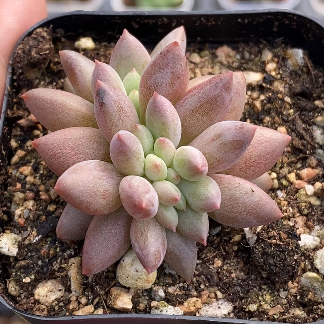 红蜻蜓缀化30包邮非偏远