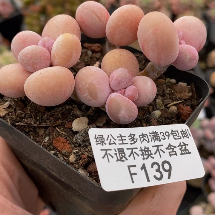 橙奶7cm139多肉植物