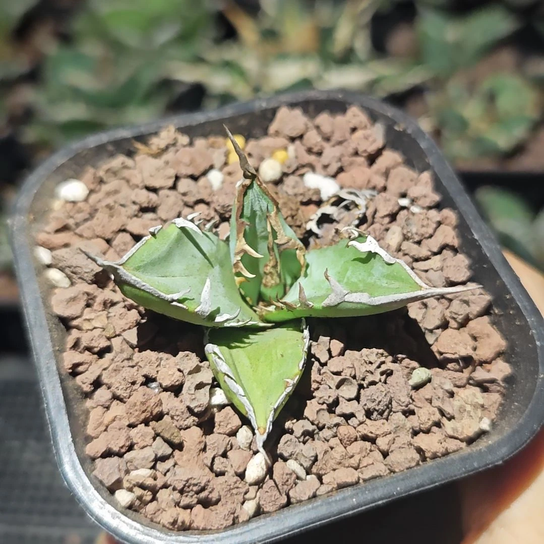 青胜蓝仁王冠龙舌兰顶芽有根