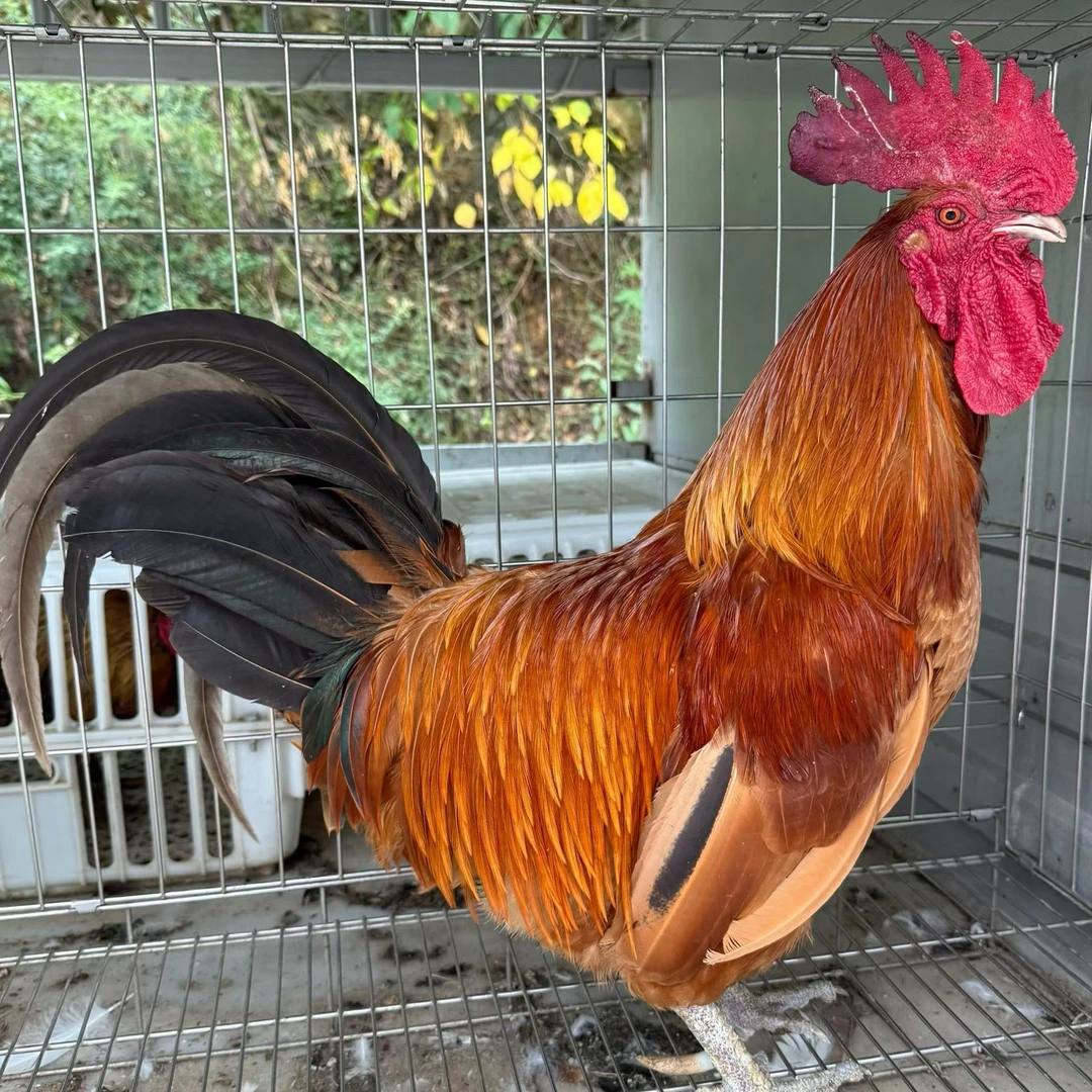 农村散养土鸡（顺丰冷链 宰杀不退 默认烧毛）