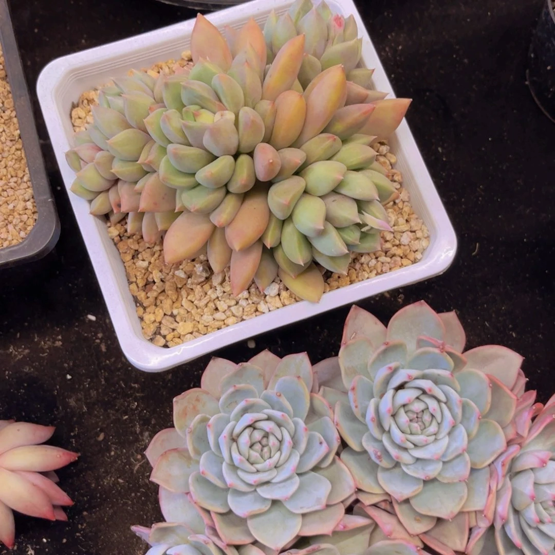 如***儿象牙多肉美美美的