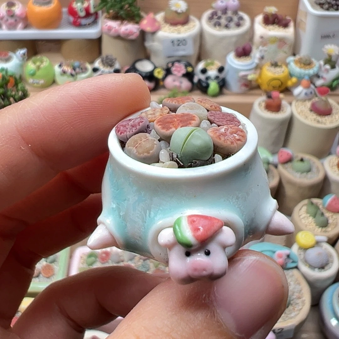 多肉植物137号彩色