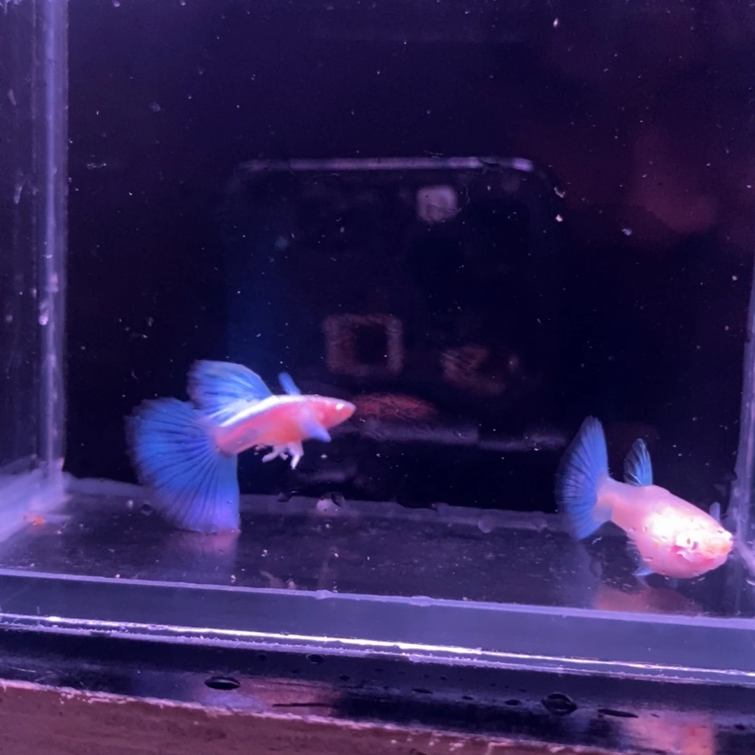 孔雀鱼蓝色飞船一对
