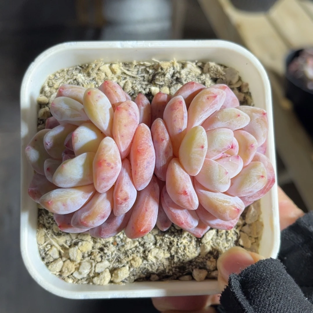 韩橙特价 一物一拍不支持退换