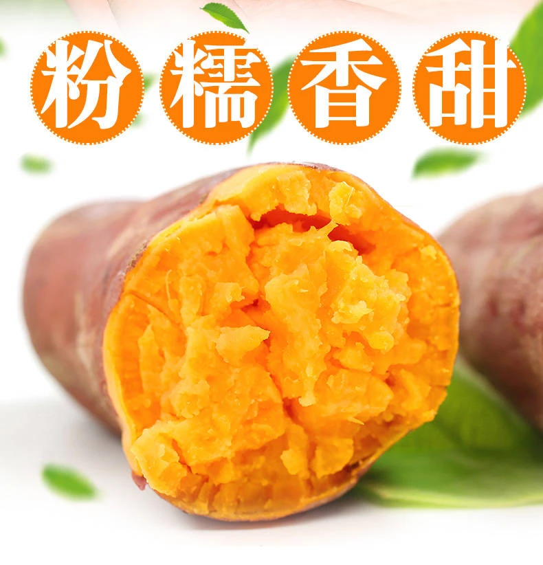 【正宗沙地红薯】新鲜现挖现发龙九红薯烤地瓜糖心流油流蜜蜜薯番薯