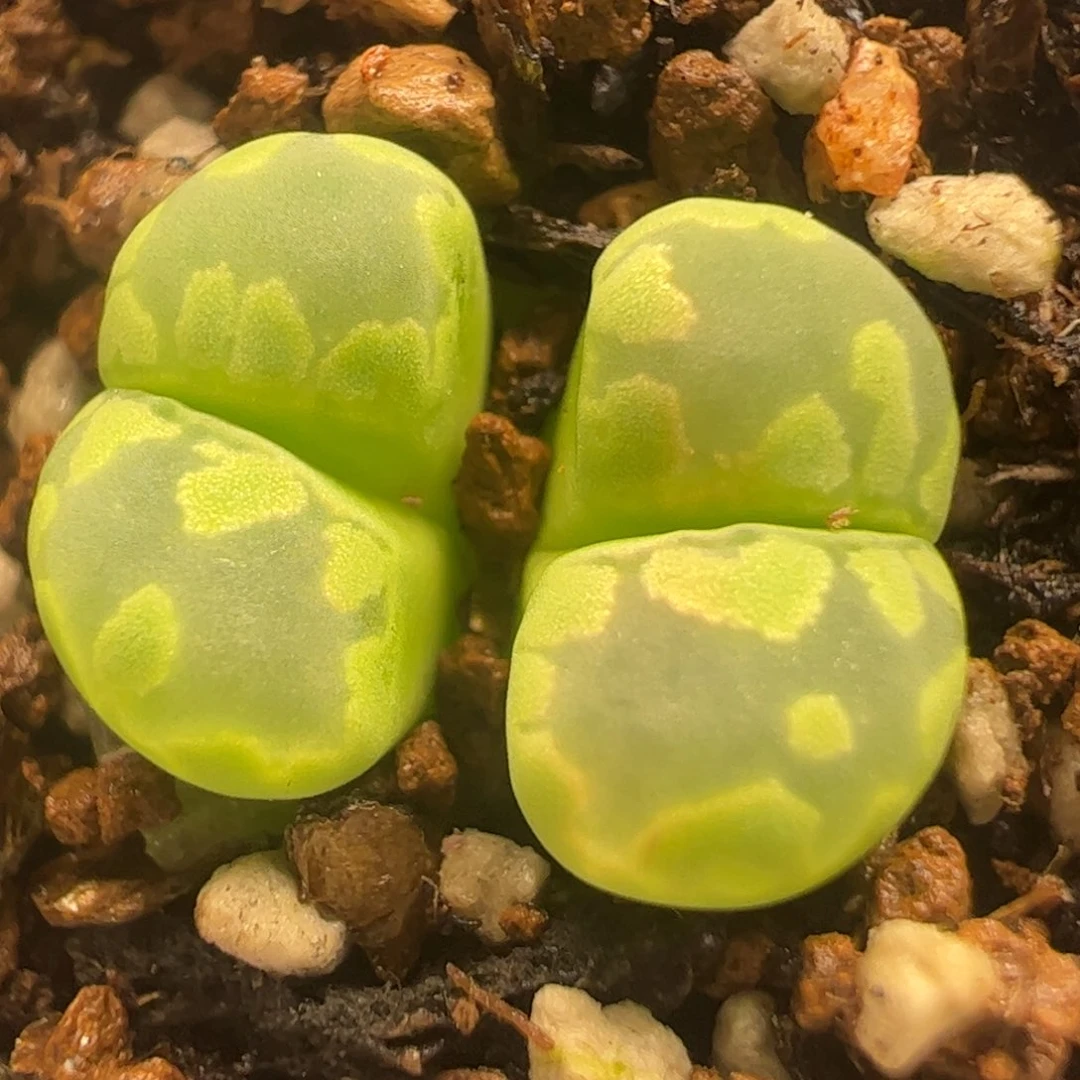 绿青蛙母本多肉植物百科