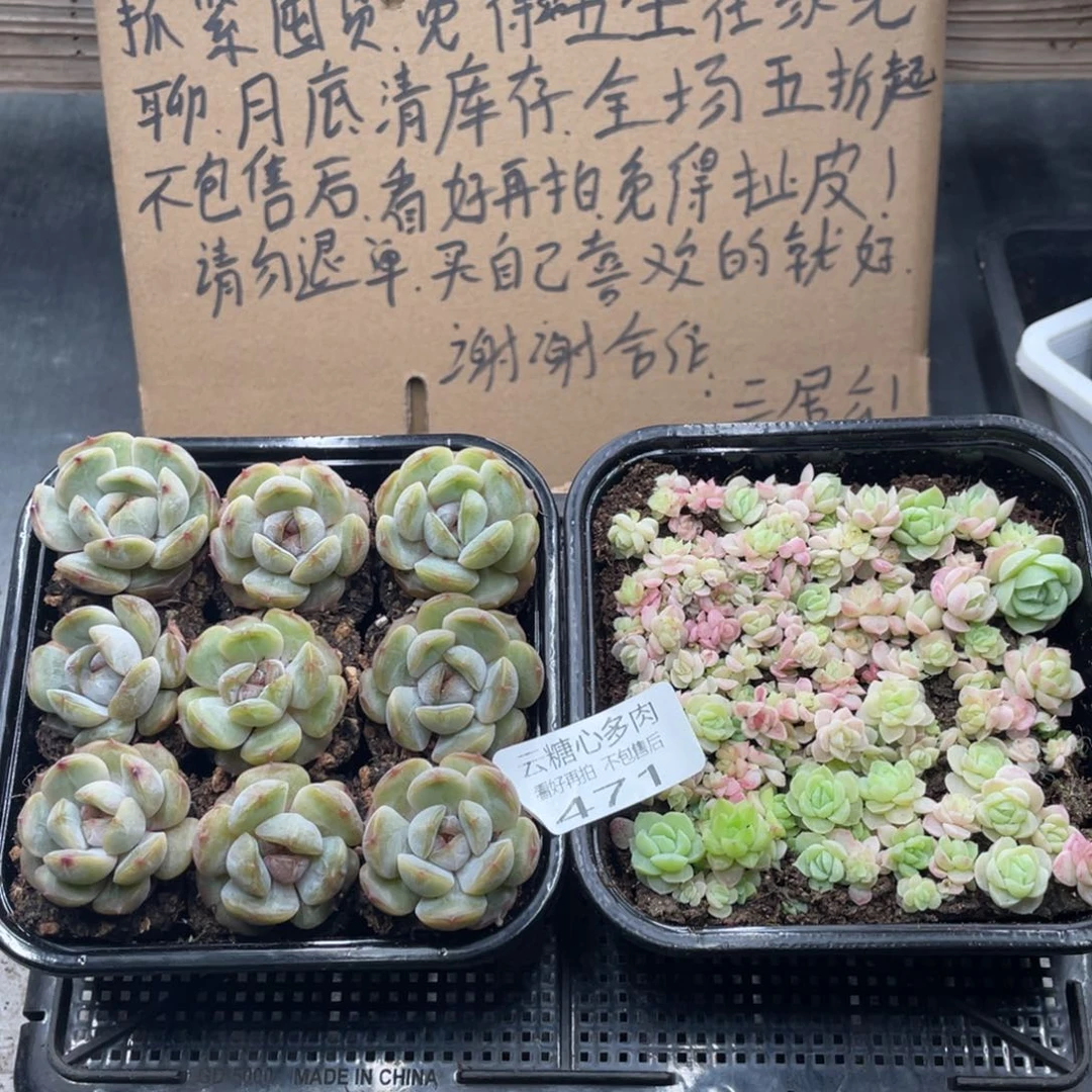 云糖心多肉植物471