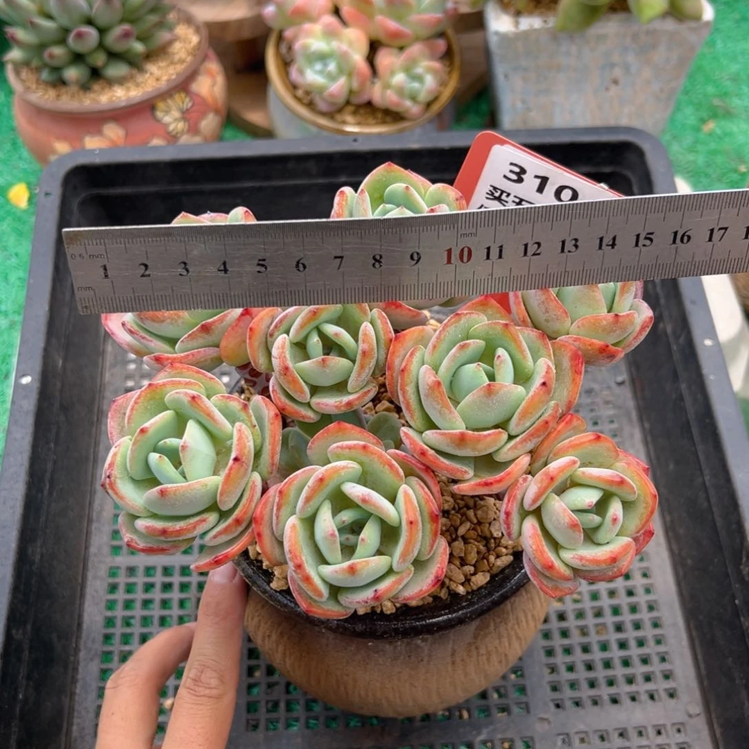 表妹精品多肉植物310