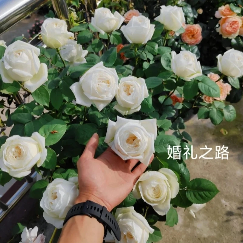 新【婚礼之路】浓香玫瑰花苗月季花苗盆栽地栽阳台庭院蔷薇四季开花