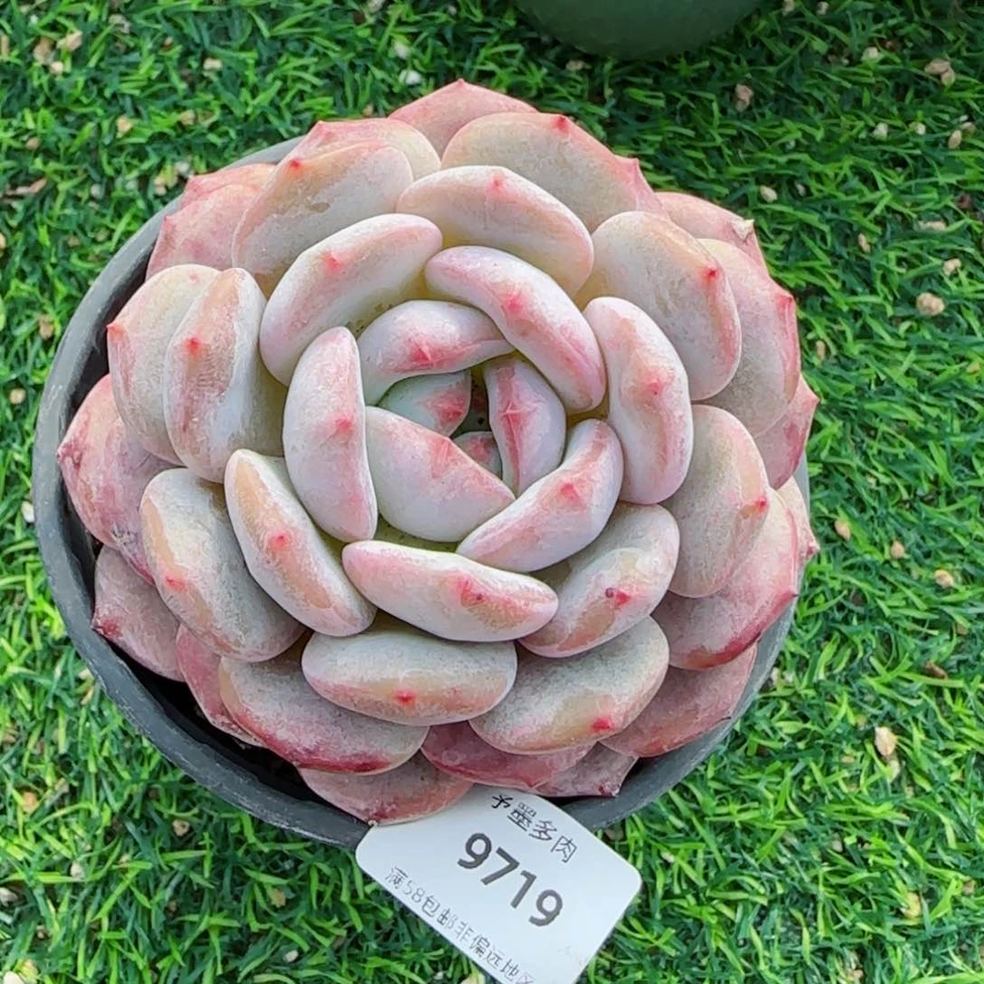 橙子，9719多肉植物