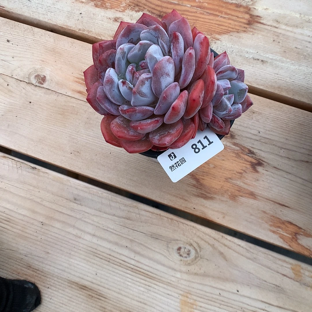 811粉星影多肉植物666