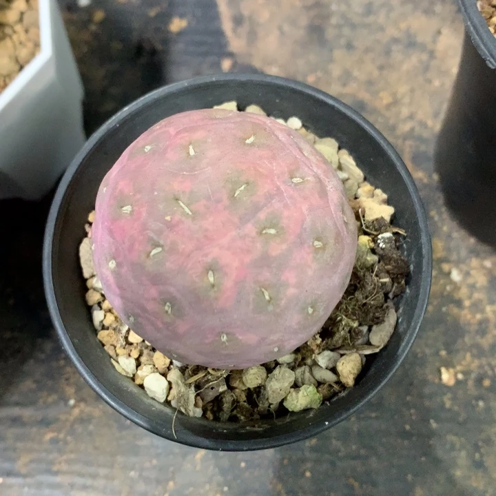 【闪购商品】给****喽仙人球仙人球仙人球仙人球