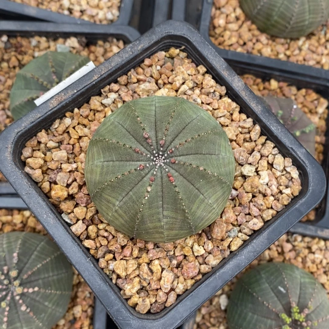 20 欧系实生布纹球多肉植物