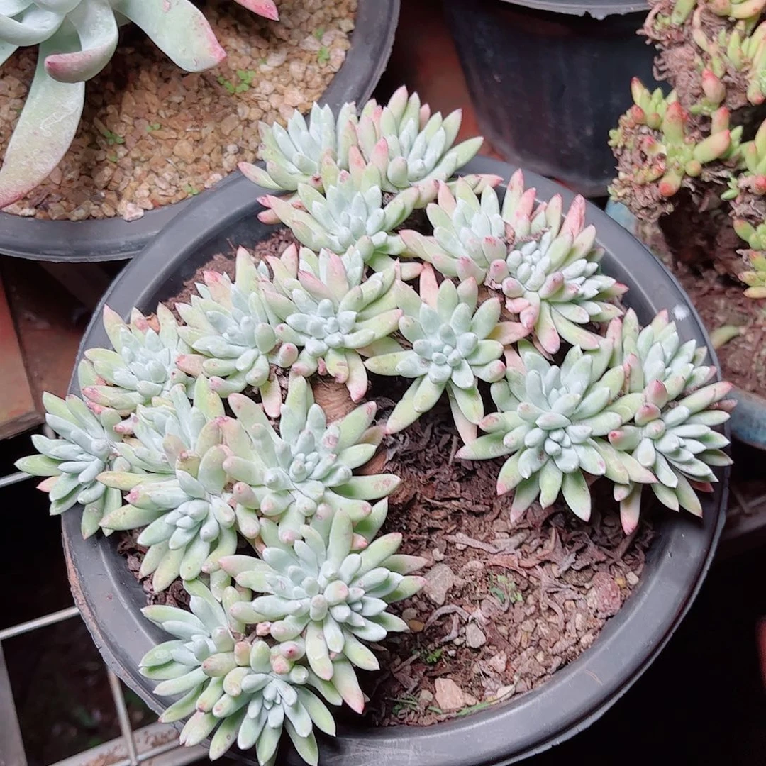 5271海瑟白菊多肉