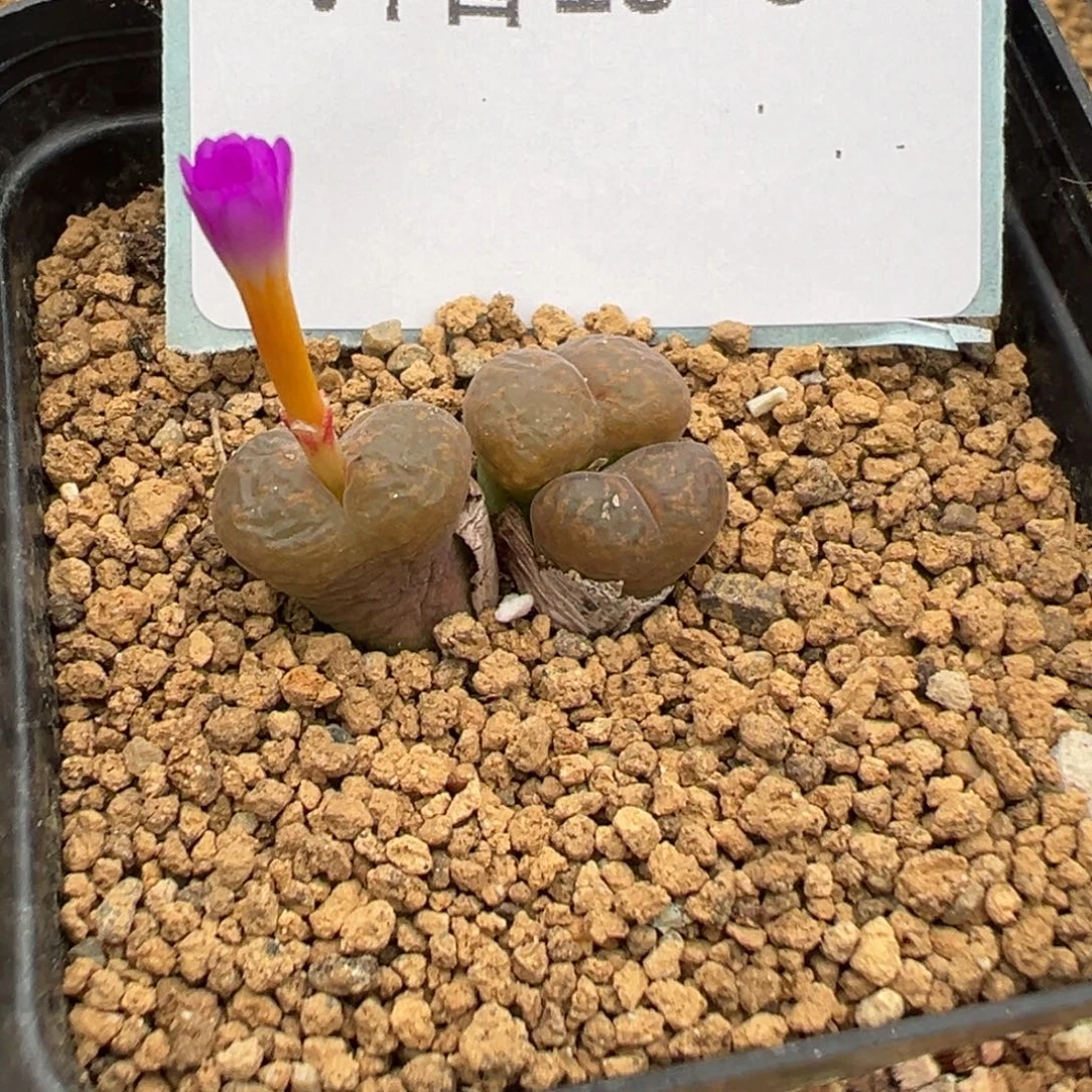 19-58肉锥多肉植物