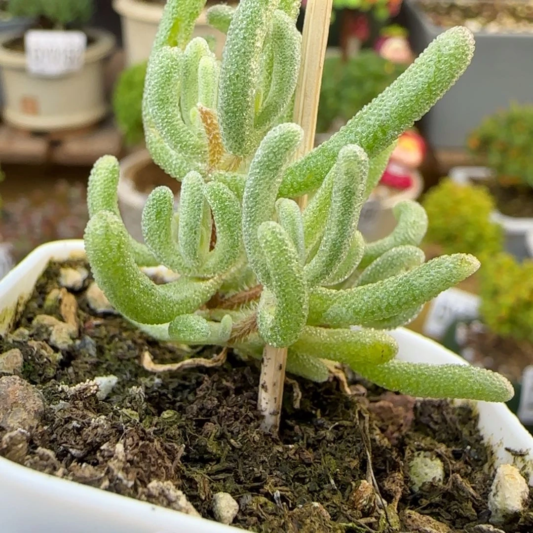 dy0304橙叶福利一物一拍