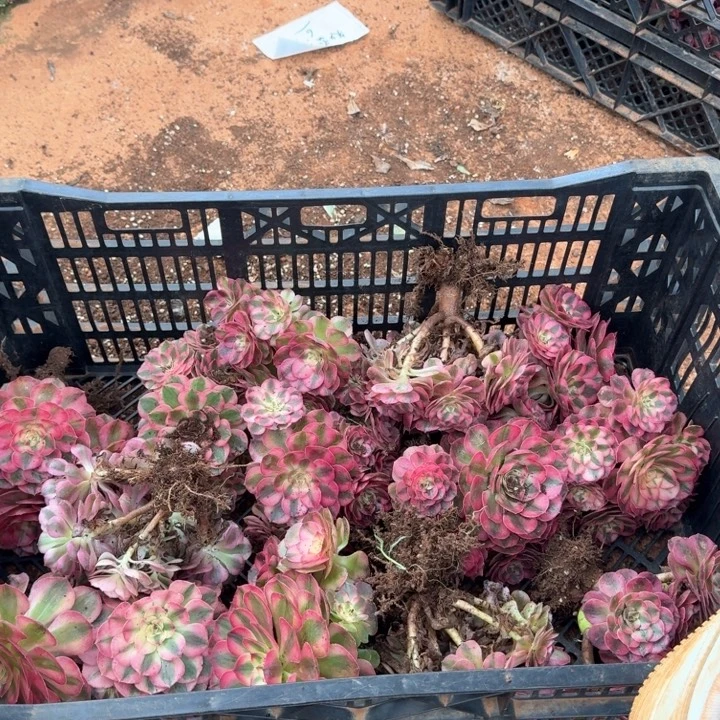 荔枝手捧花啊吧啊