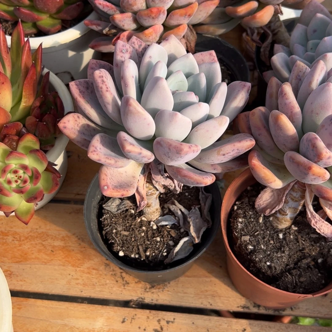 多肉植物单头老桩奥普琳娜