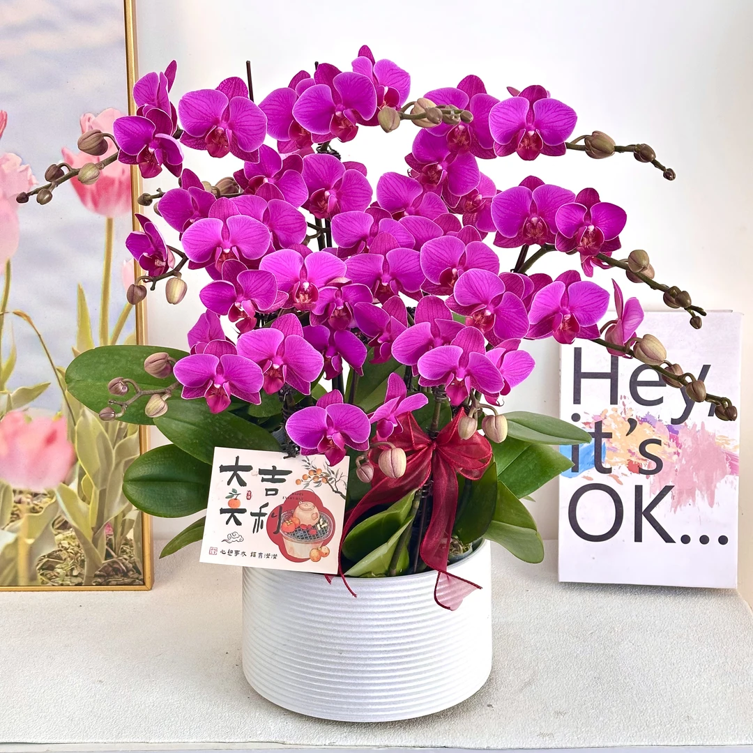 【福星 】粉紫色系蝴蝶兰鲜花组盆 开花株  年宵花  送人送礼  懒人植物