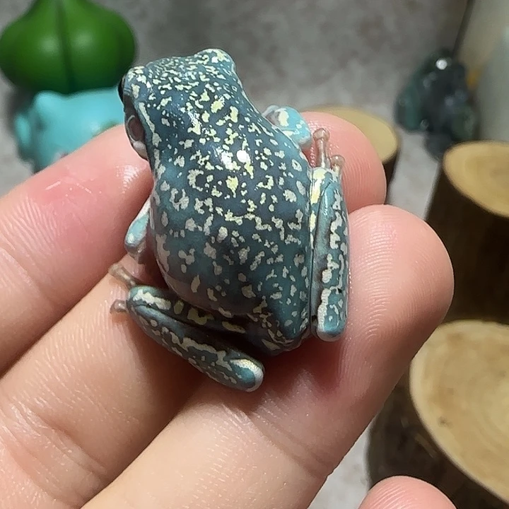 老爷树蛙7魔鬼蓝顶级暴雪苗子