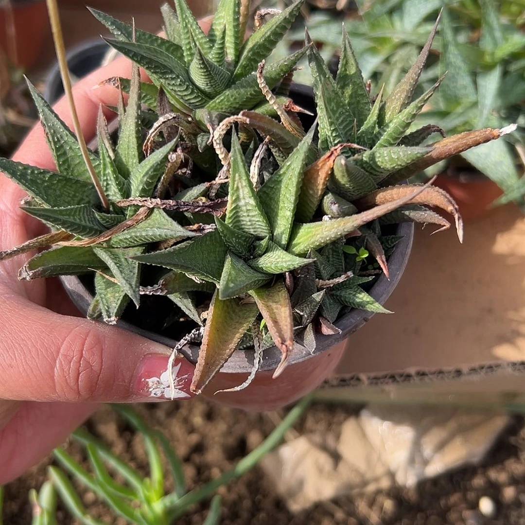 多肉植物多肉植物