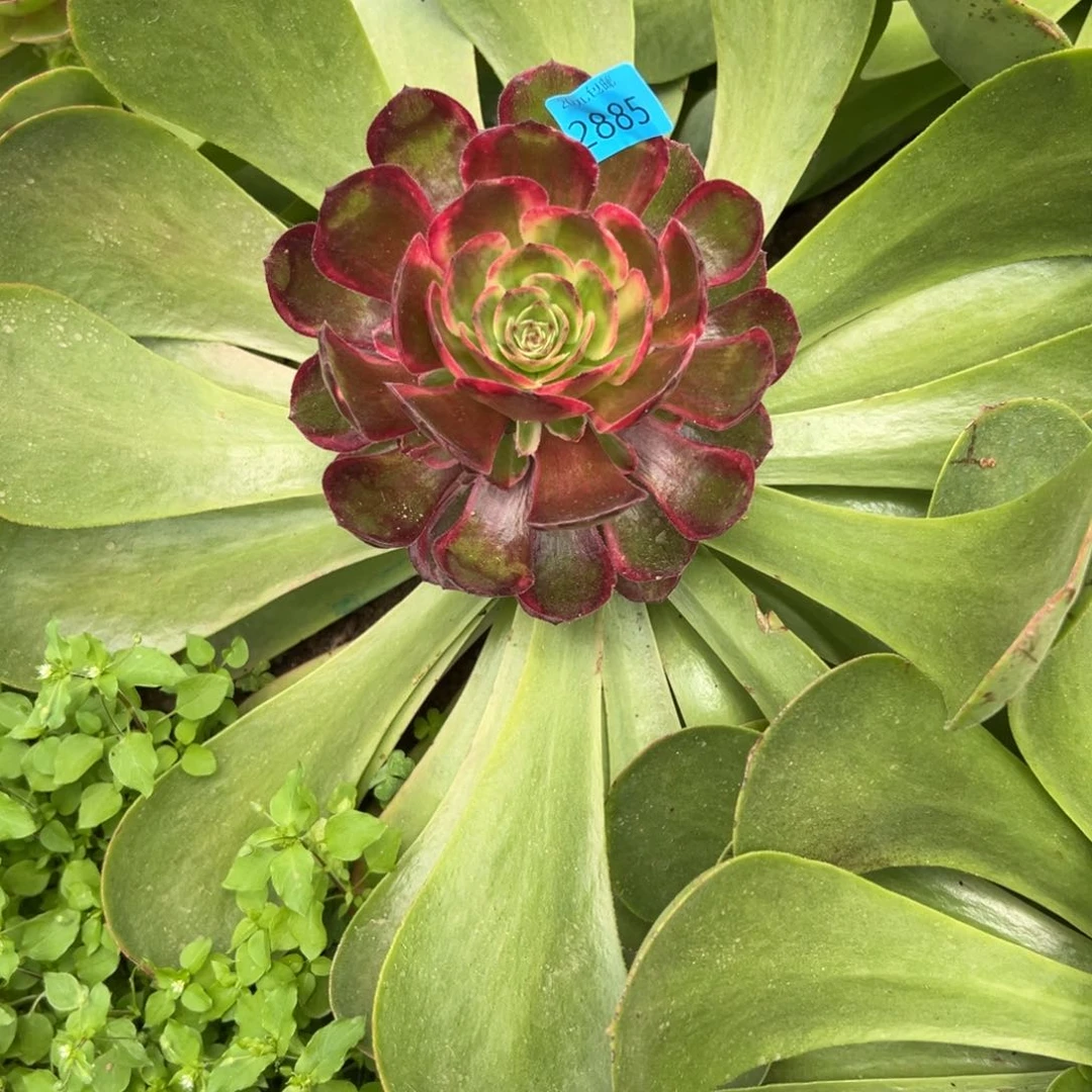 平*2885桃花坞多肉植物系