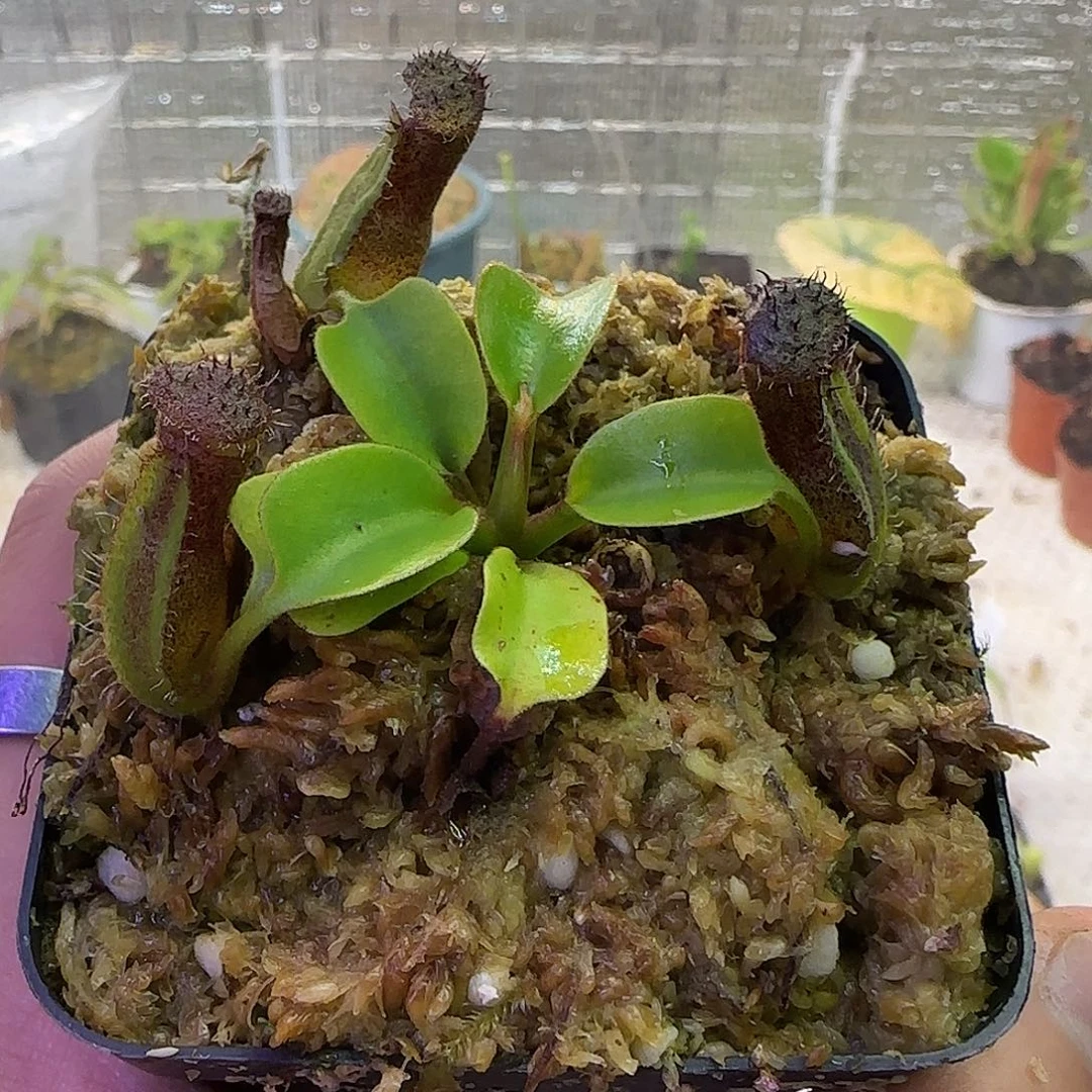 无花朵专拍云雾猪笼草