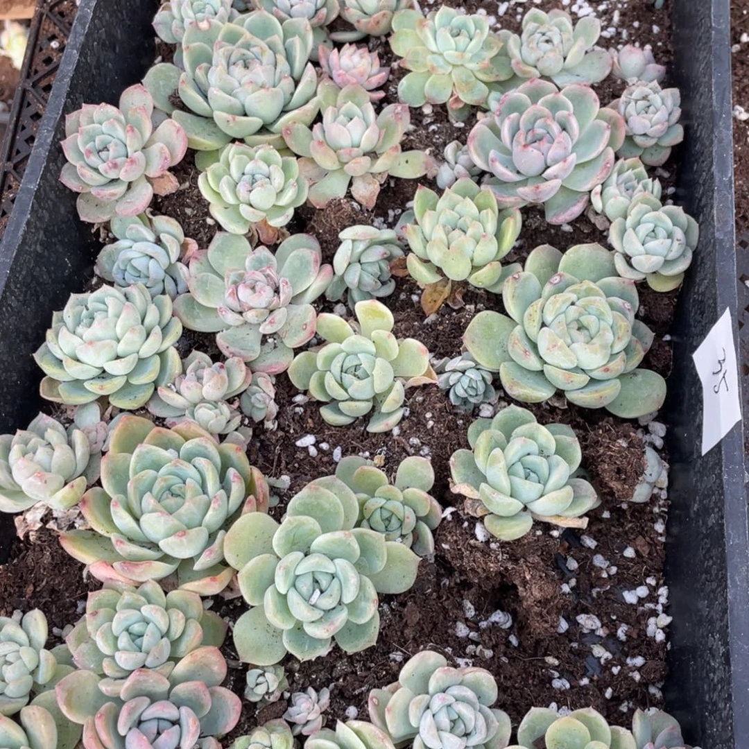 35欧泊一筐特价，不包保温不包售后