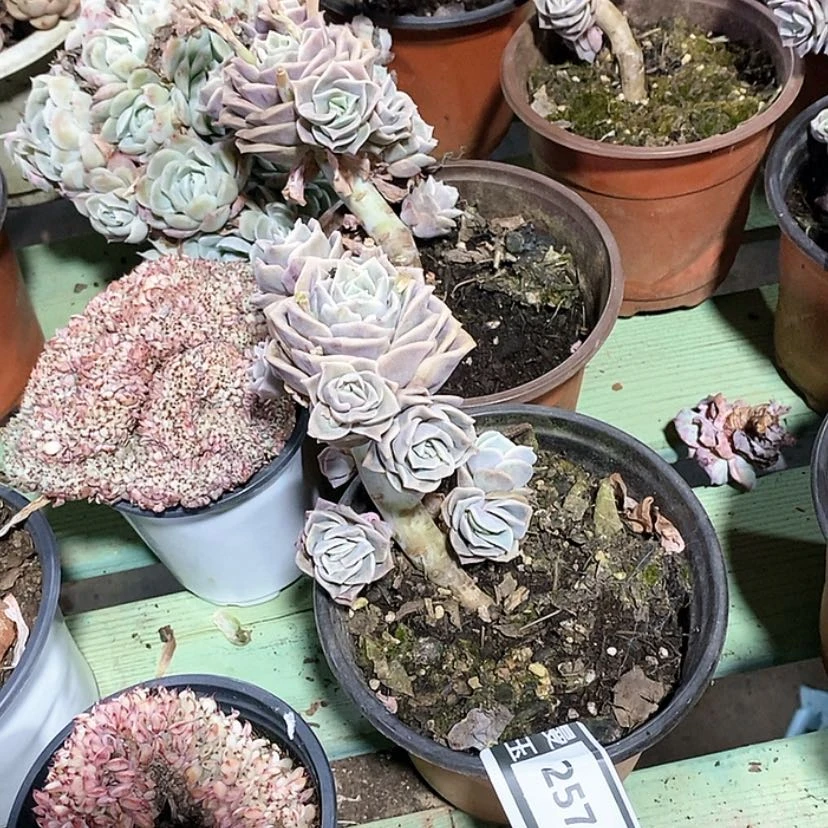 【闪购商品】可爱玫瑰2579