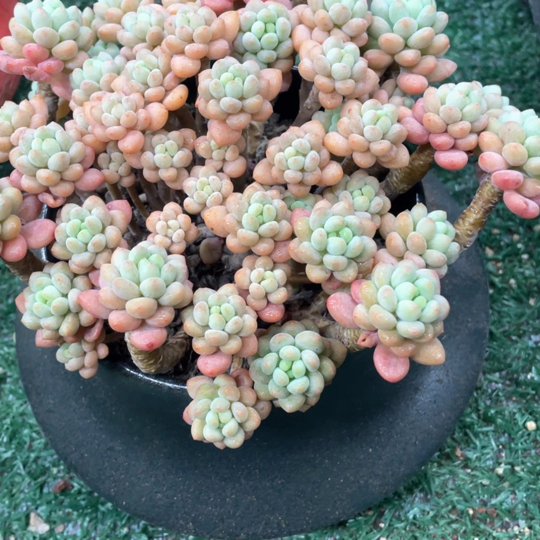 达芙妮一物一拍28包邮非偏远