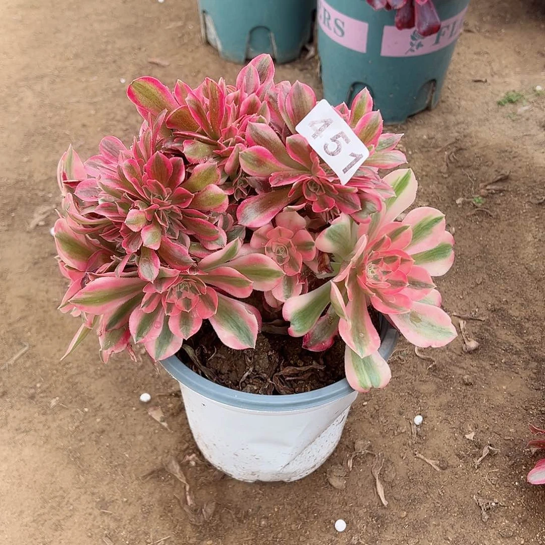 紫砂茶宠粉女巫缀化老桩451号