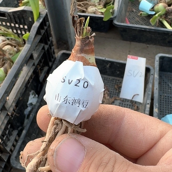 当前无花朵，栽培后可花朵开***?sv20