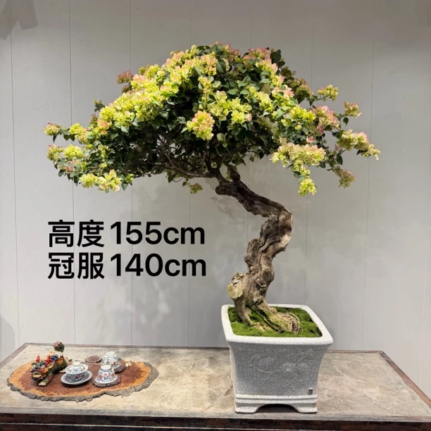 严天盆景｜精品老桩黎明三角洲三角梅盆景