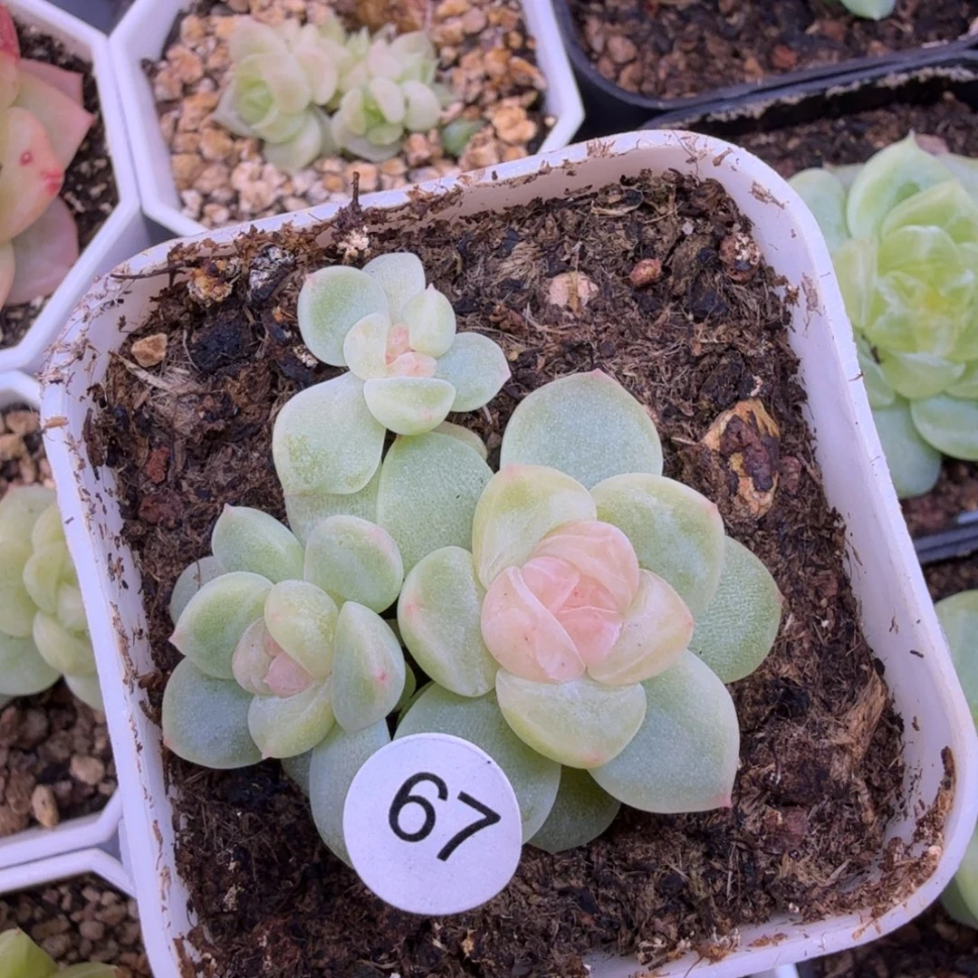 67号3头青柠一物一拍