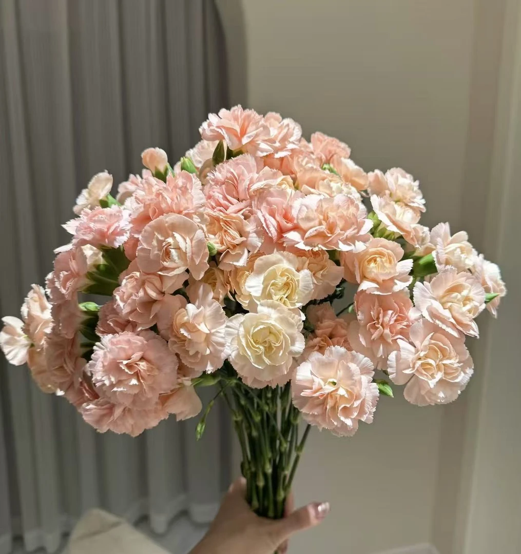 莫言多头康乃馨 1扎 20支任意2单鲜花升级顺丰/德邦