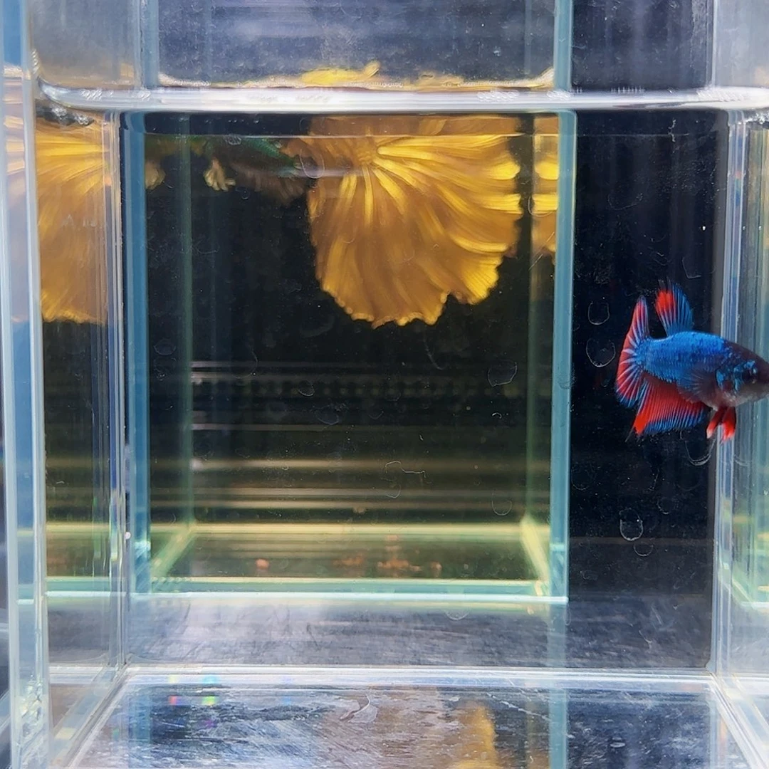 斗鱼活体观赏鱼好养耐活