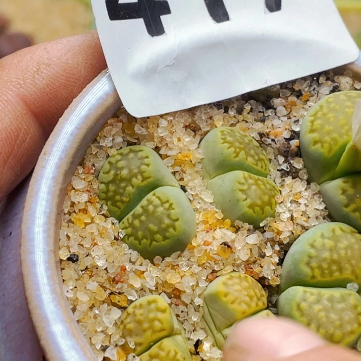 417绿巴厘母本带盆
