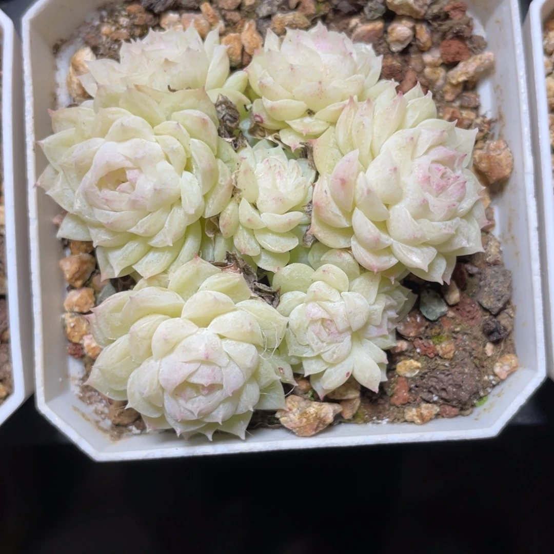 优选白透麦杆多肉1356