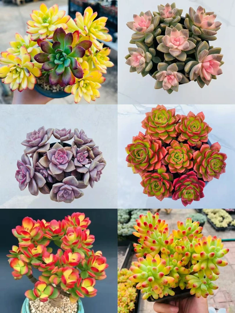 【新手套餐组合】不参与满赠活动部分脱土多肉植物适合新手