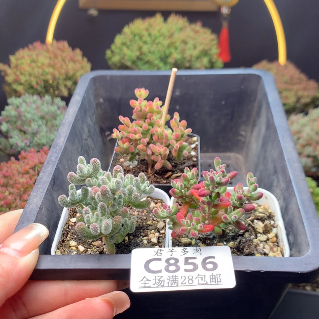 婷*Zc856冰晶红宝石蜜橘