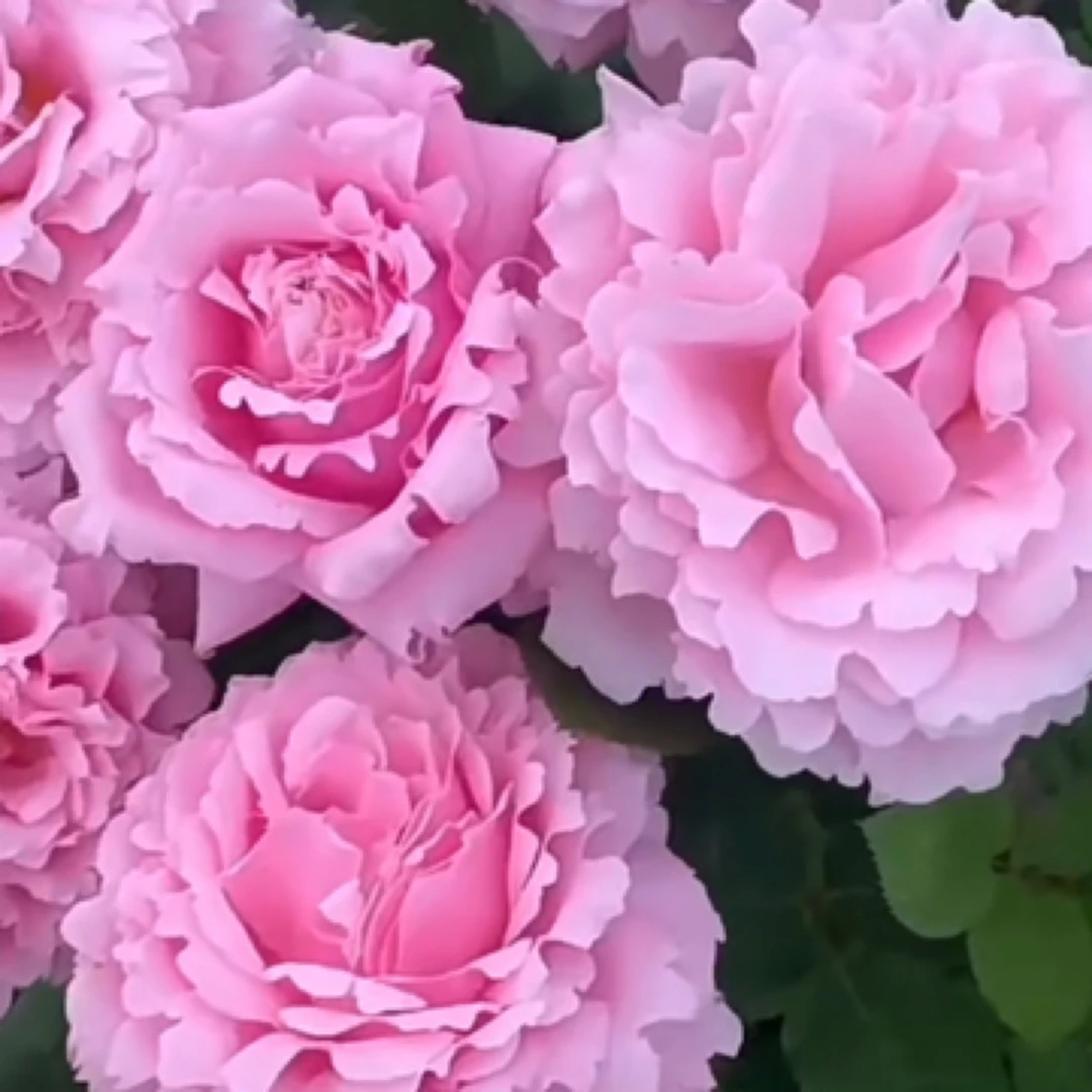 一加仑月季花地栽盆栽中杯苗发货好养活，阳台庭院种植包对版