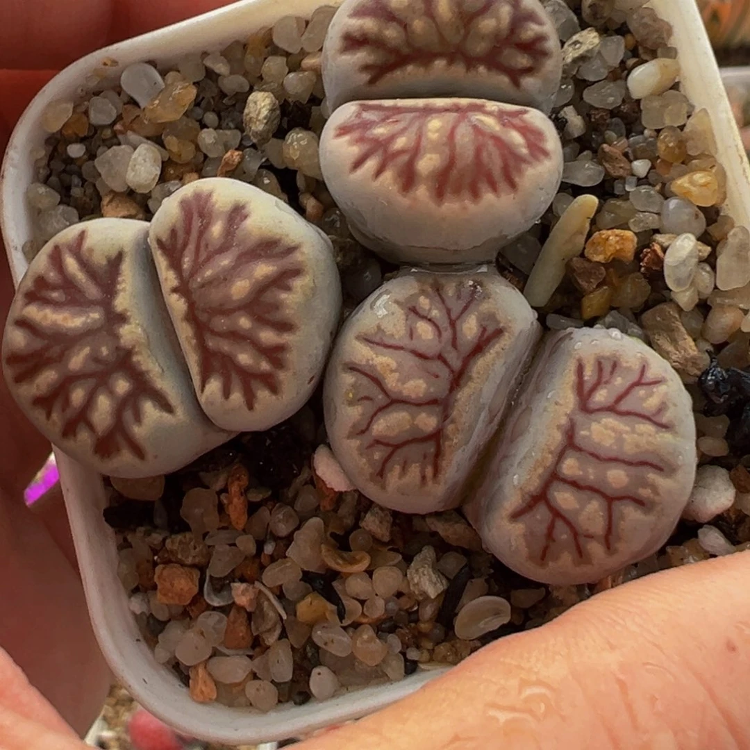 菊化石母本3棵组合多肉