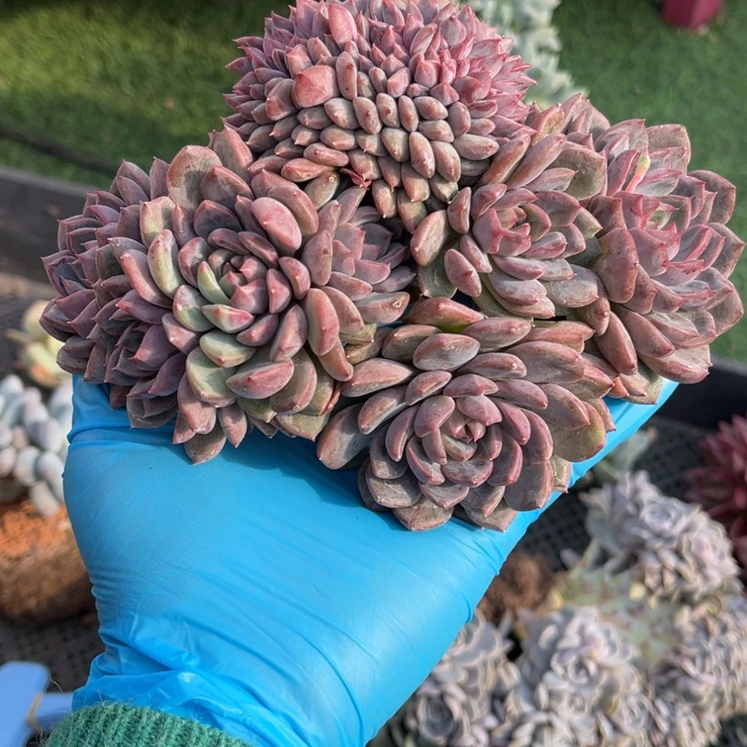 黑曼巴缀一物一拍