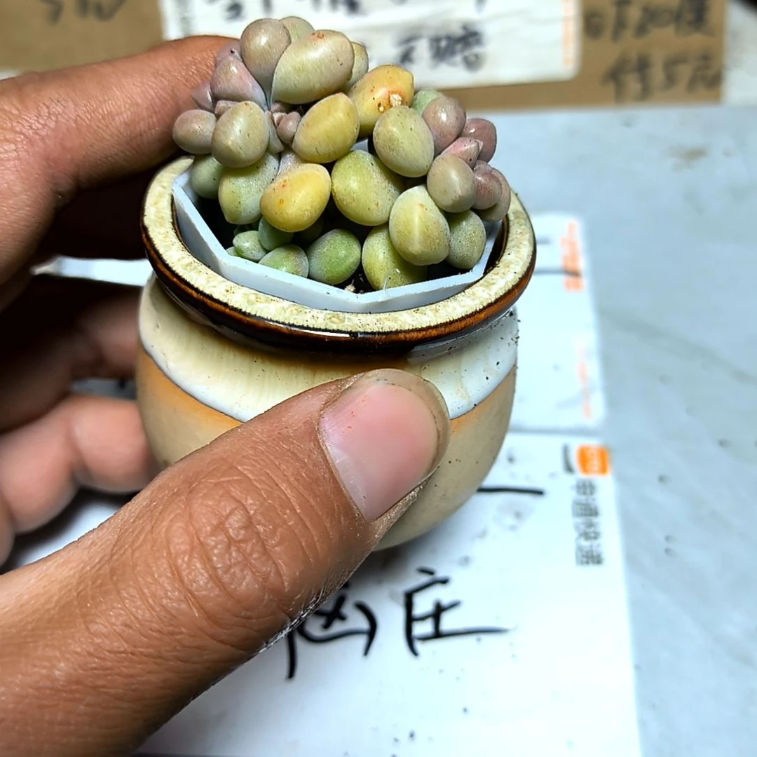 满6元包邮，姬秋丽俩颗