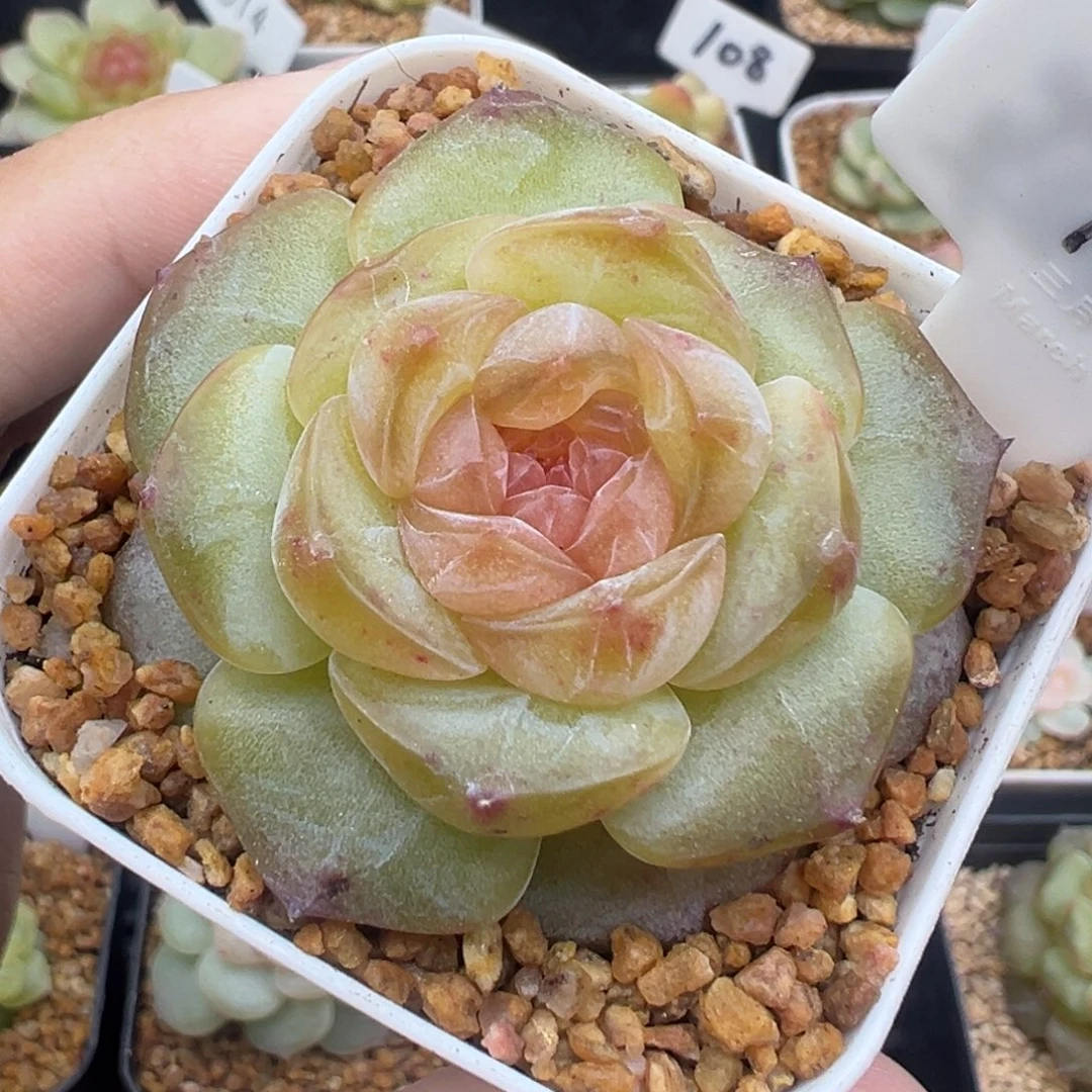 198号星域 晗雨多肉