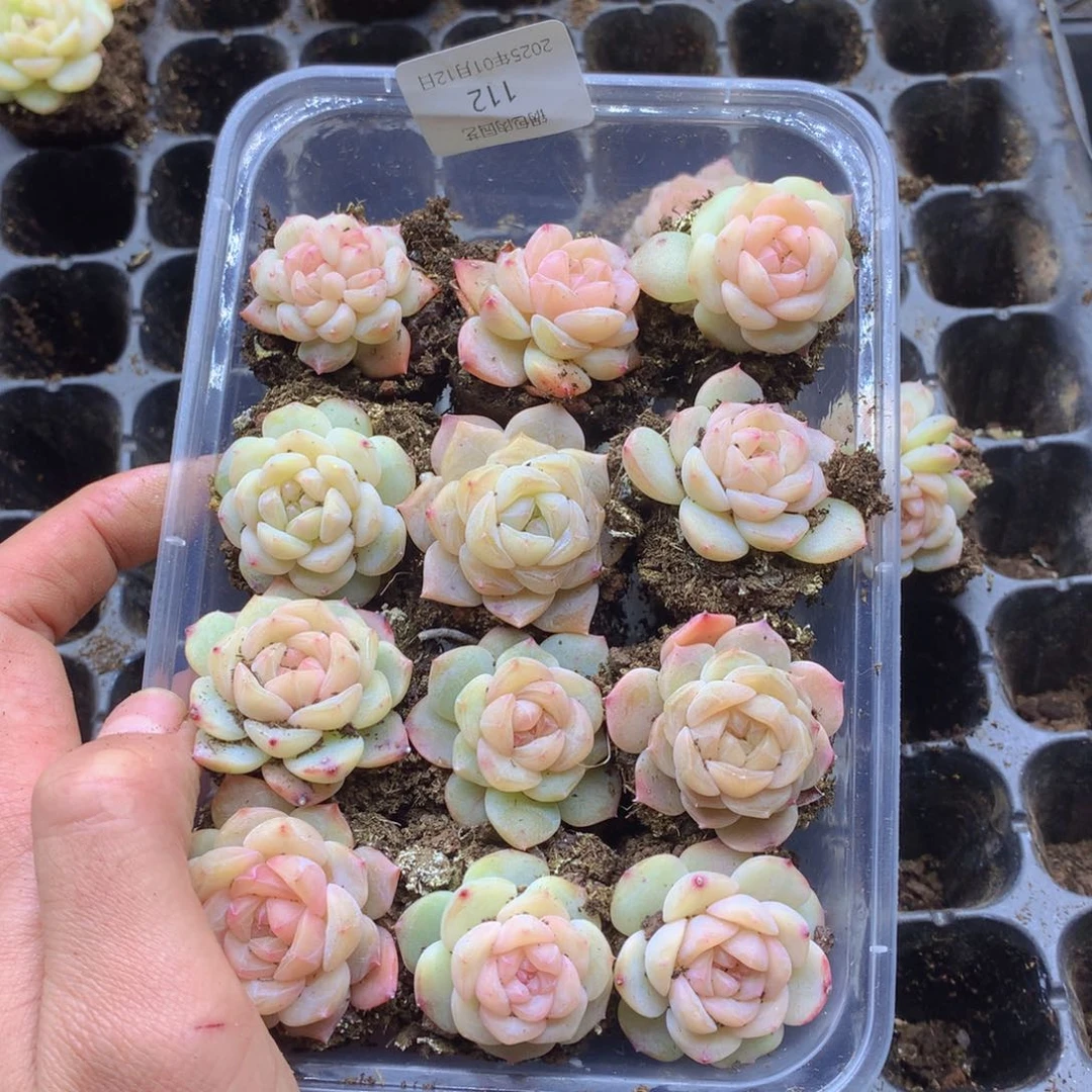 反反复复还是很开心112